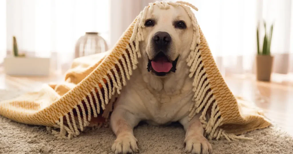Dog lying under a blanket on a clean carpet in a pet-friendly home, showing a fresh and odor-free living space.
