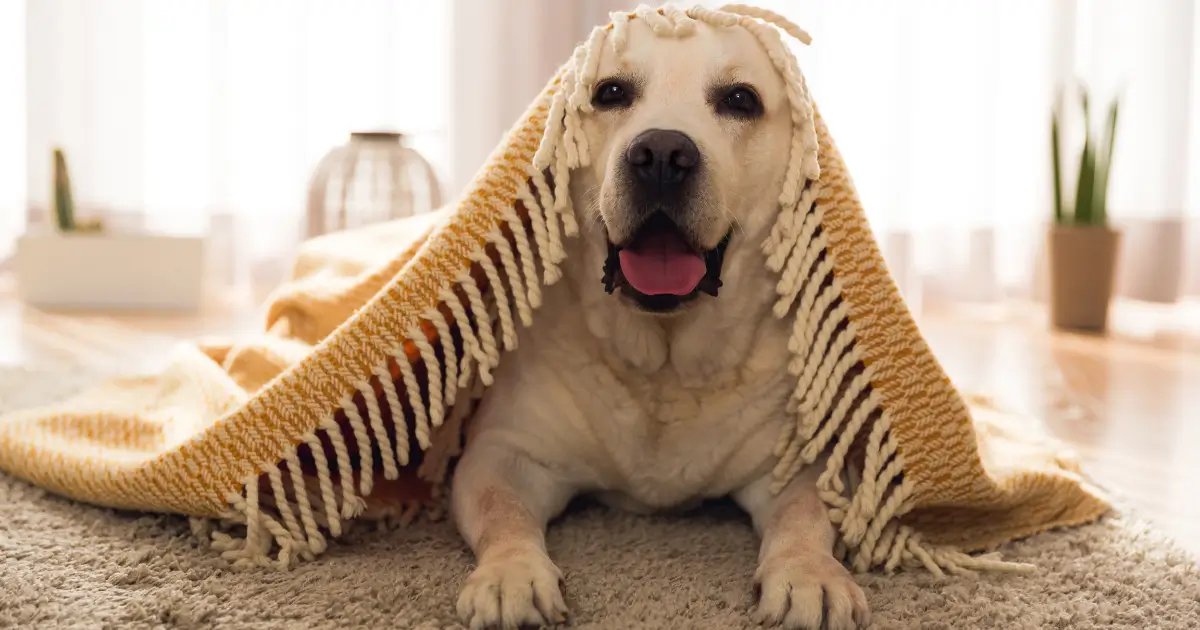 Dog lying under a blanket on a clean carpet in a pet-friendly home, showing a fresh and odor-free living space.
